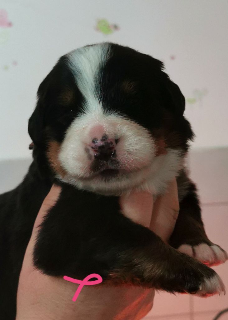 des Elfes Du Vent - Chiot disponible  - Bouvier Bernois