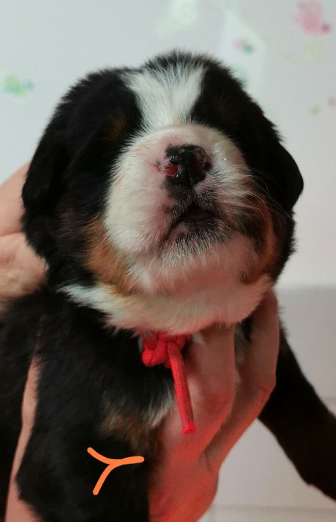 des Elfes Du Vent - Chiot disponible  - Bouvier Bernois