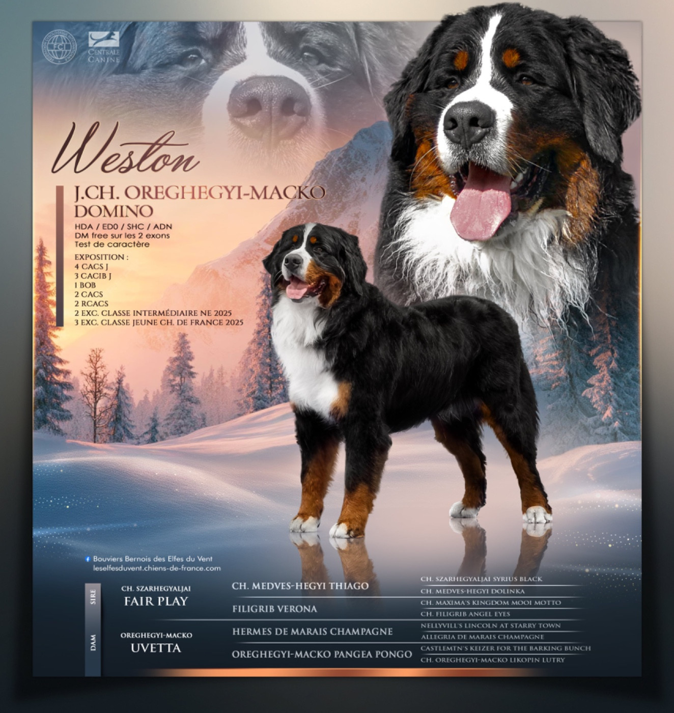 CH. oreghegyi-macko Domino dit weston