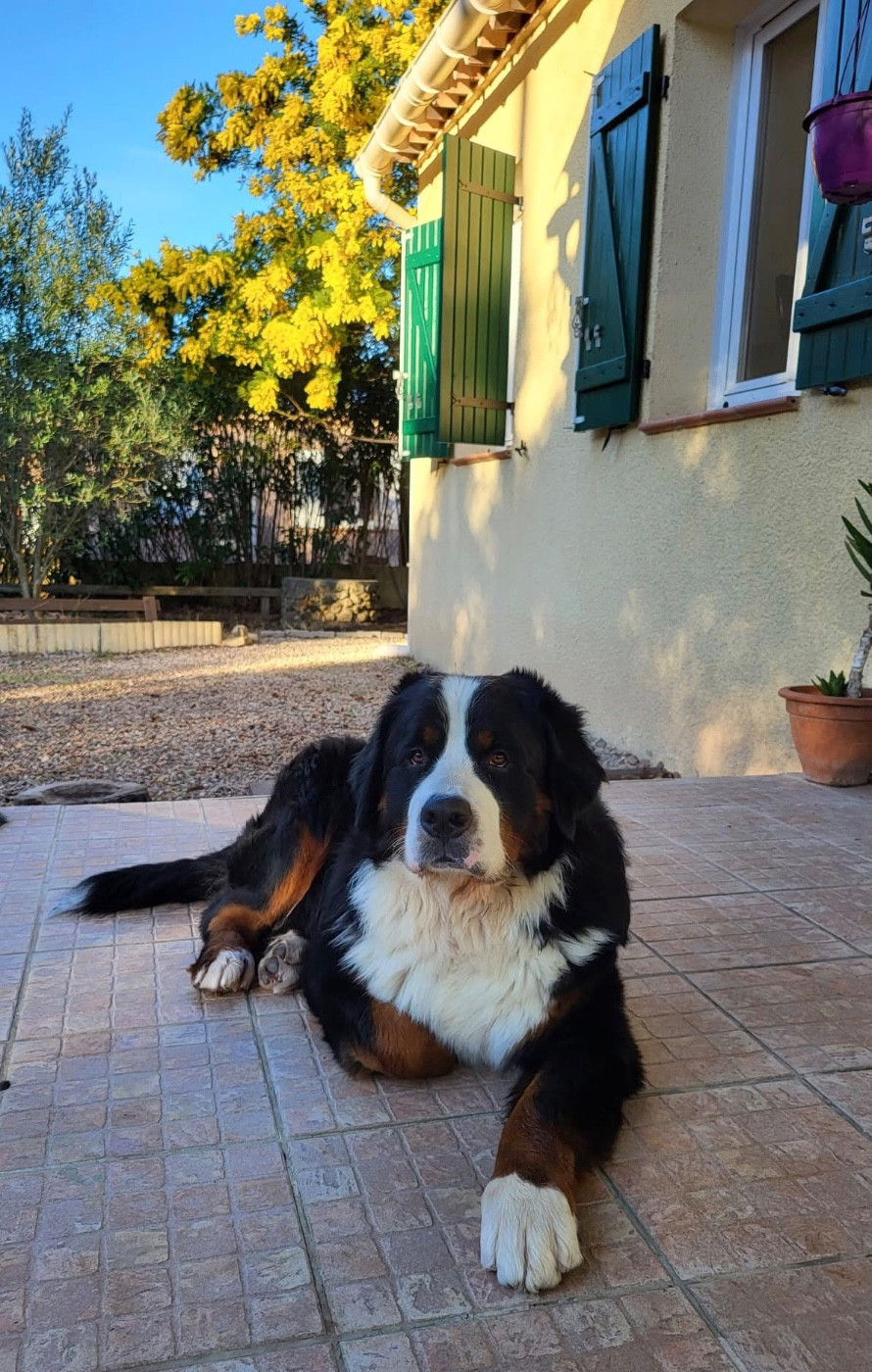 Vitto corleone des Elfes Du Vent
