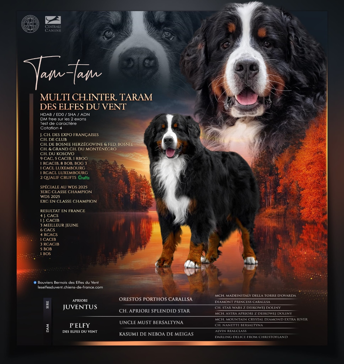 CH. Taram des Elfes Du Vent