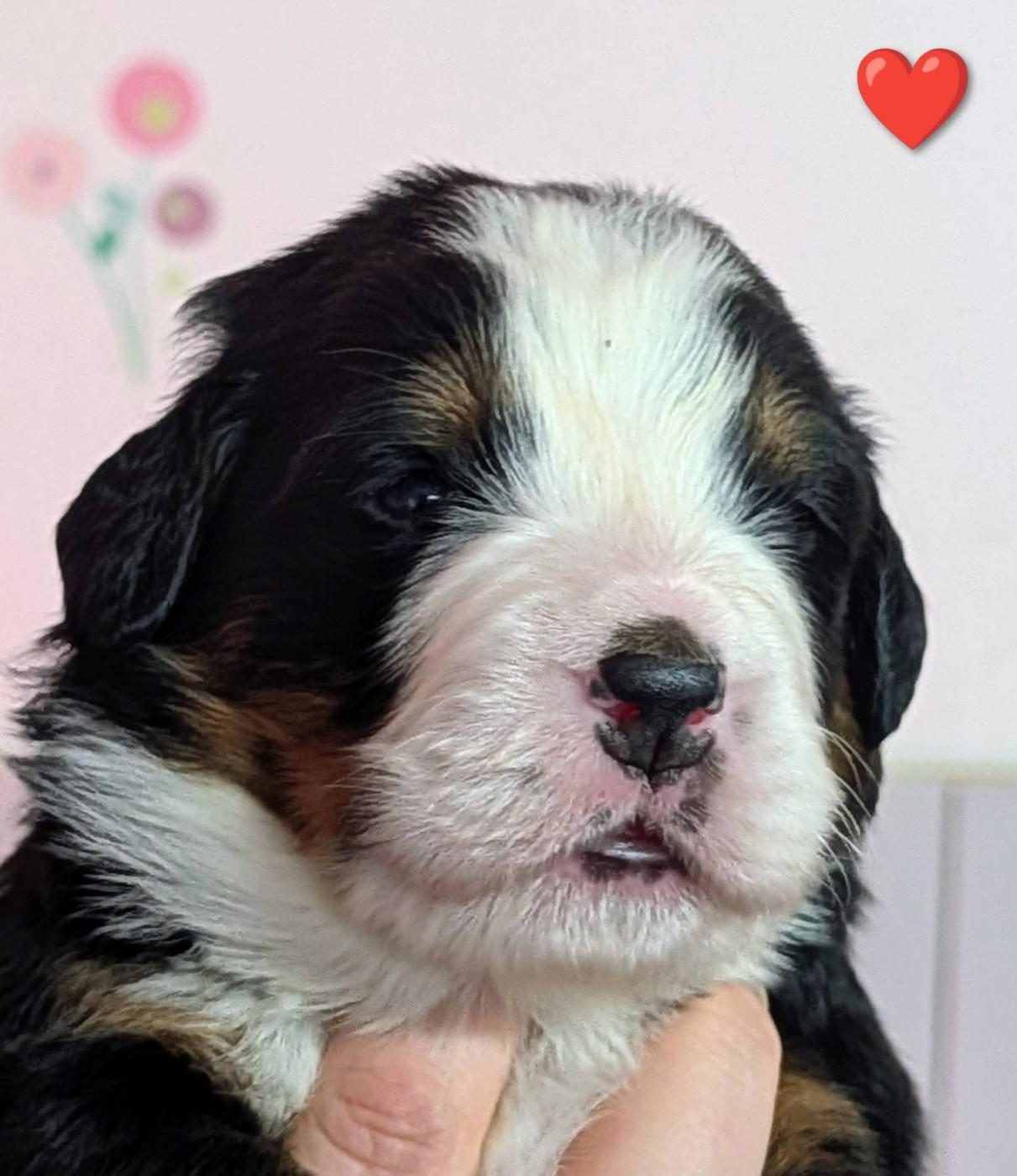 des Elfes Du Vent - 2 males disponible à la réservation sur la portée de Dotti