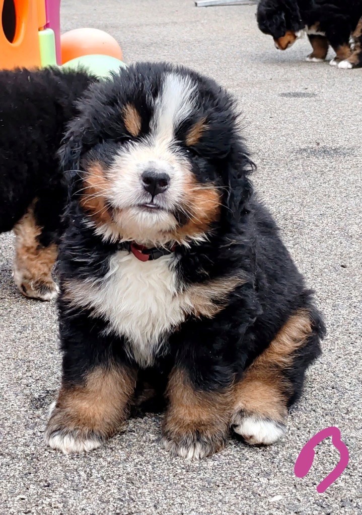 des Elfes Du Vent - Chiots disponibles - Bouvier Bernois