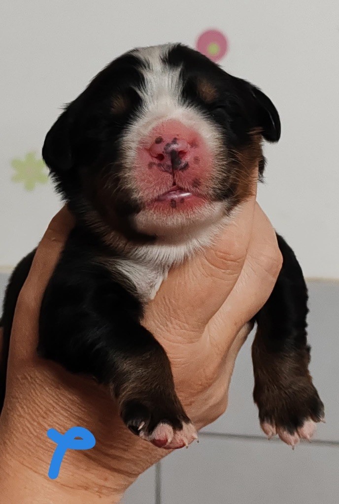 des Elfes Du Vent - Chiots disponibles - Bouvier Bernois