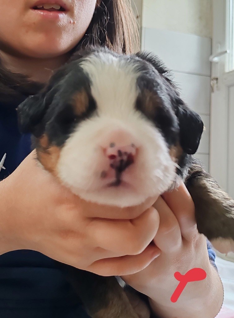 des Elfes Du Vent - Chiots disponibles - Bouvier Bernois