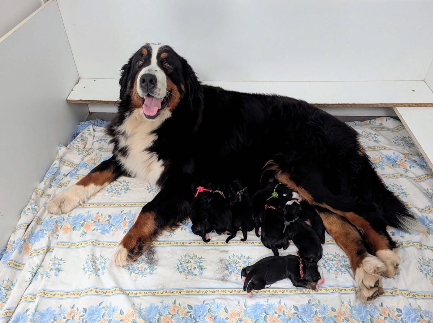 Chiot Bouvier Bernois des Elfes Du Vent