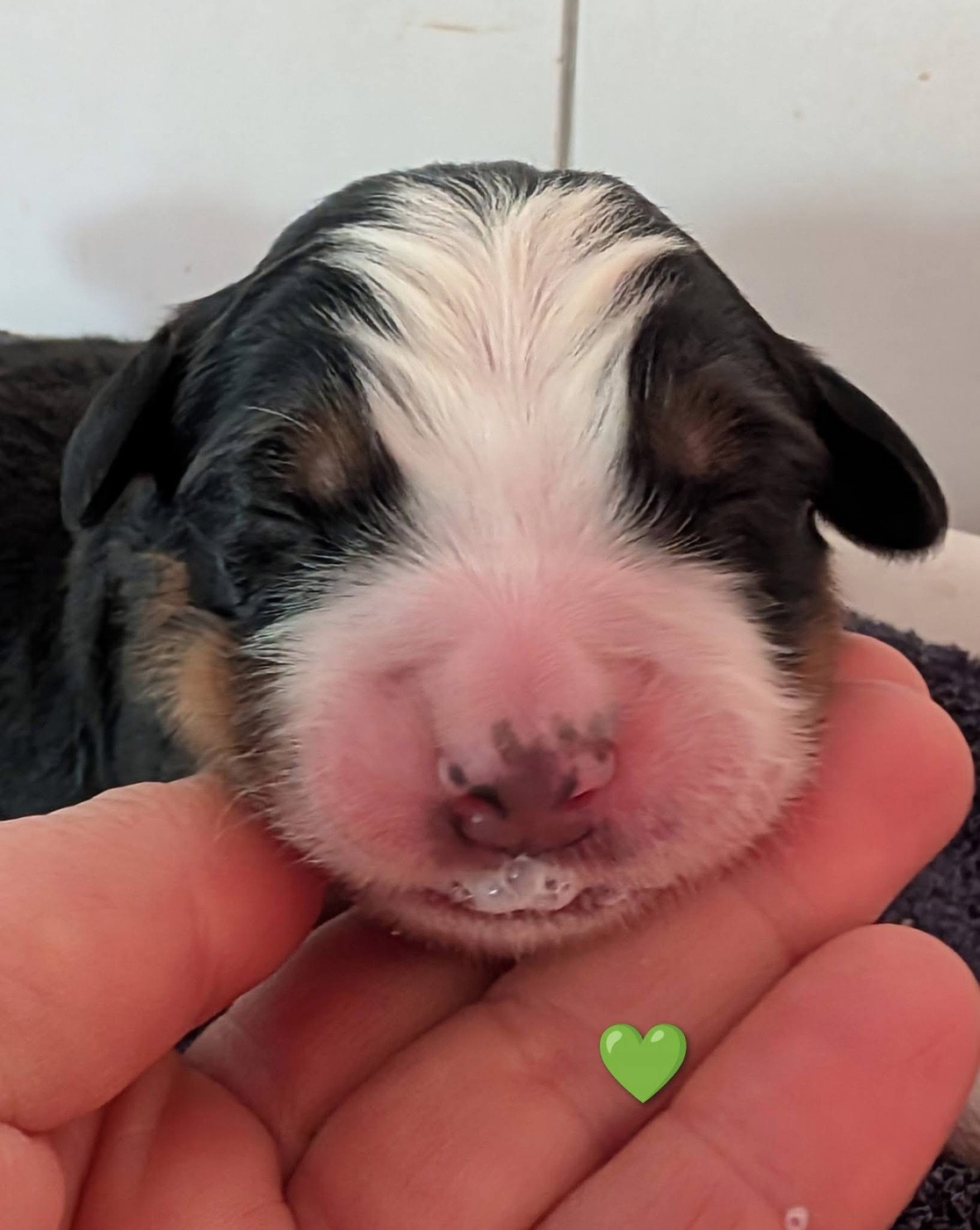 des Elfes Du Vent - Chiots disponibles - Bouvier Bernois