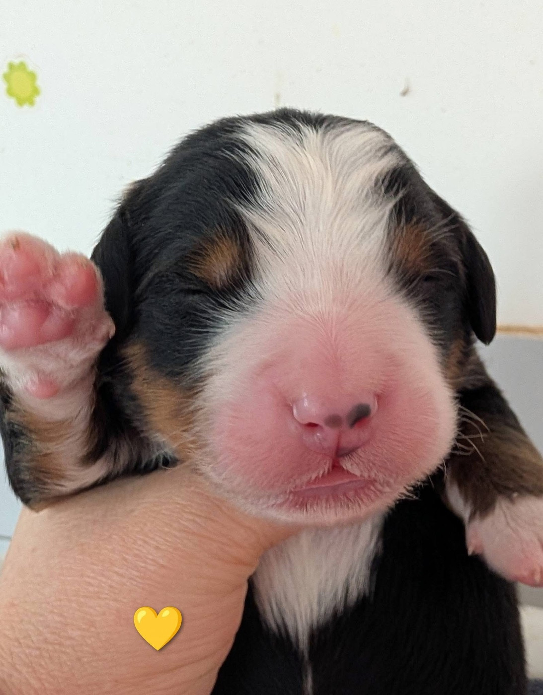 des Elfes Du Vent - Chiots disponibles - Bouvier Bernois