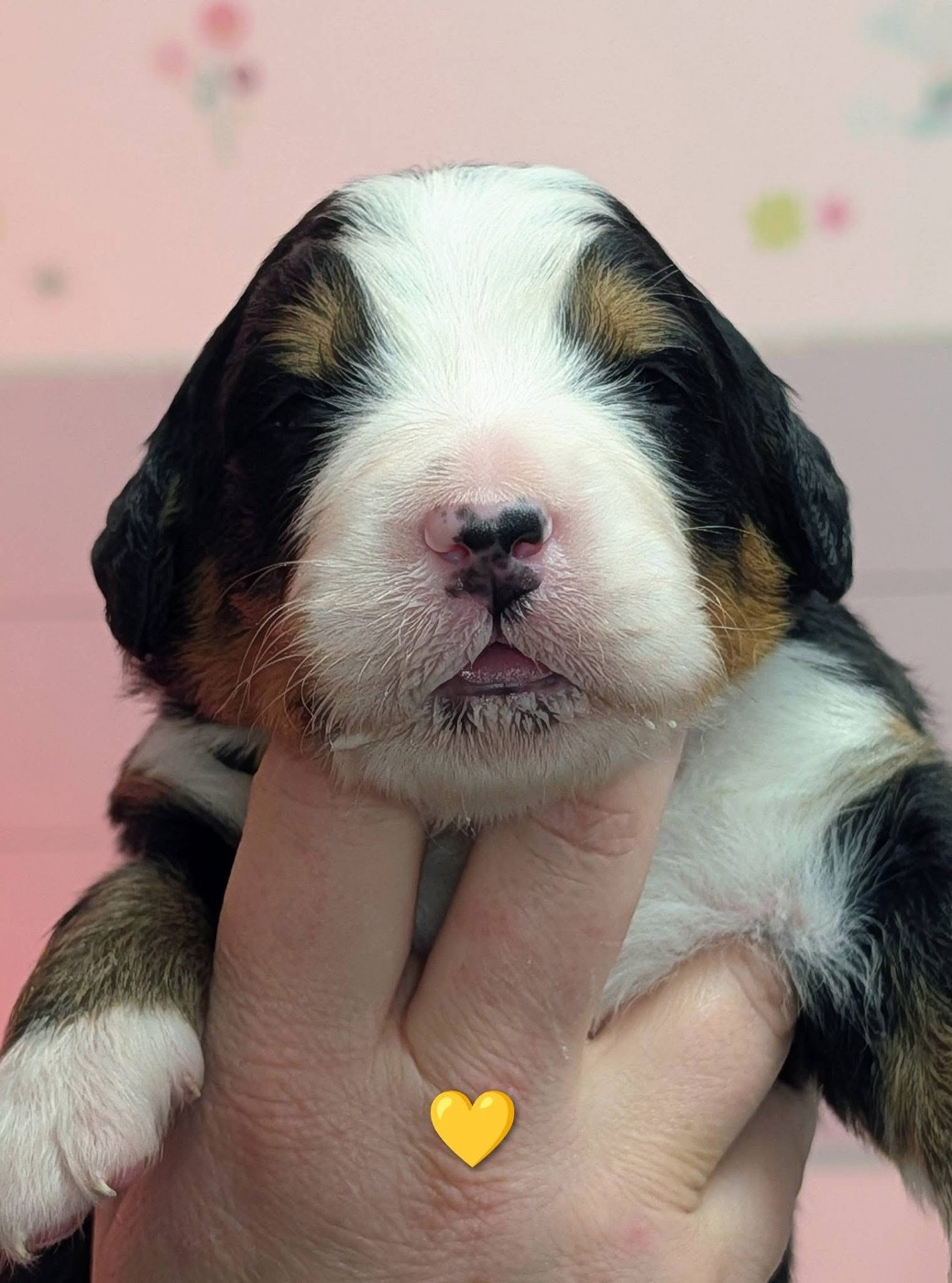 des Elfes Du Vent - Chiots disponibles - Bouvier Bernois