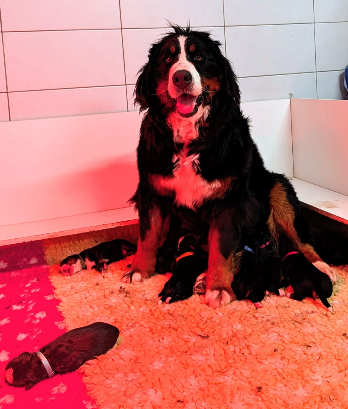 Chiot Bouvier Bernois des Elfes Du Vent