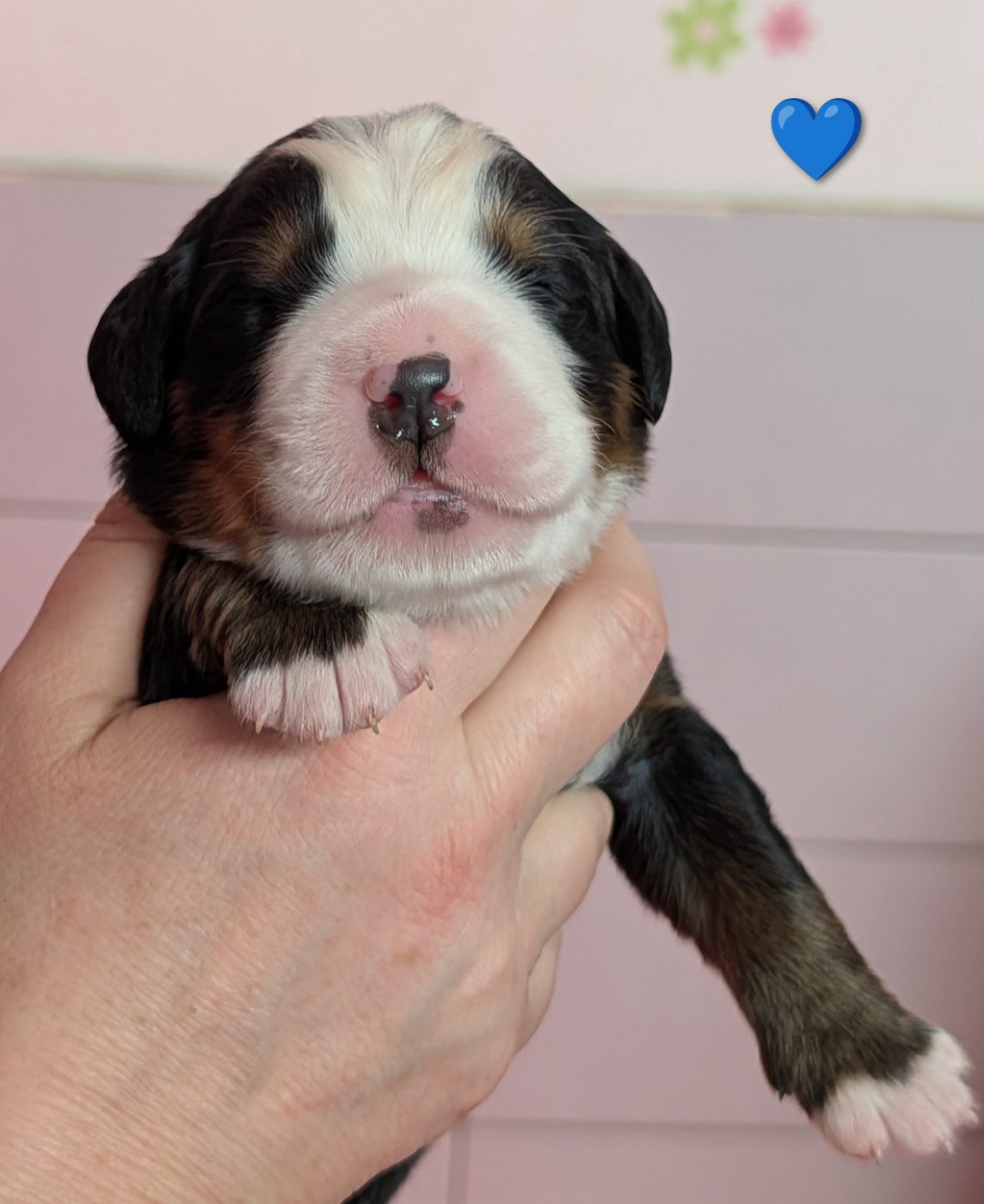 des Elfes Du Vent - Chiots disponibles - Bouvier Bernois