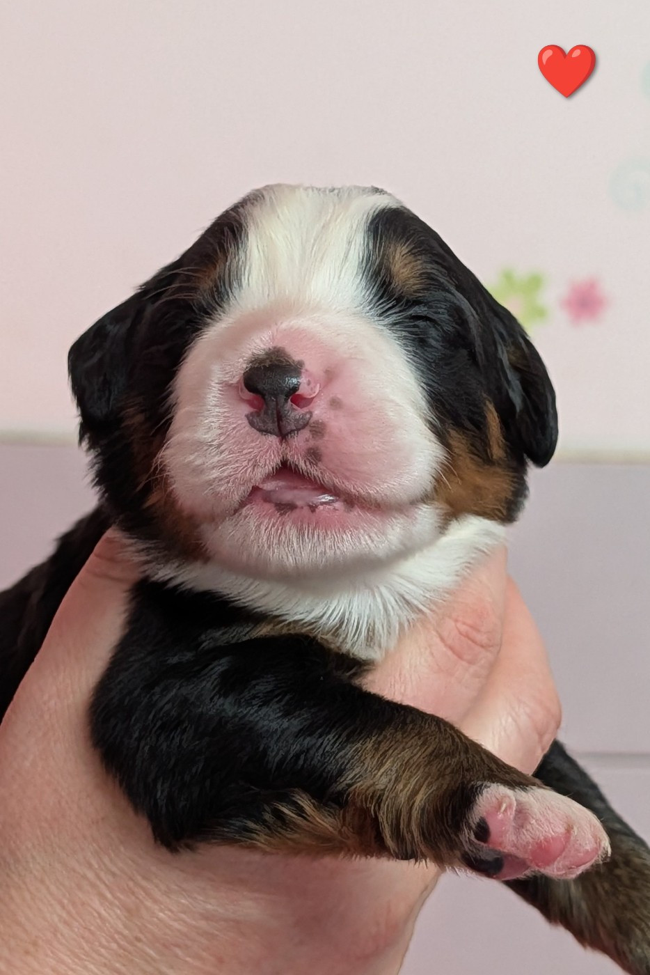 des Elfes Du Vent - Chiots disponibles - Bouvier Bernois