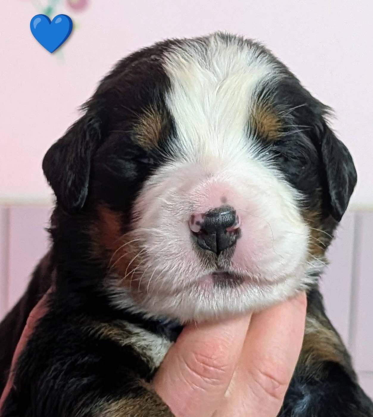 des Elfes Du Vent - Chiots disponibles - Bouvier Bernois