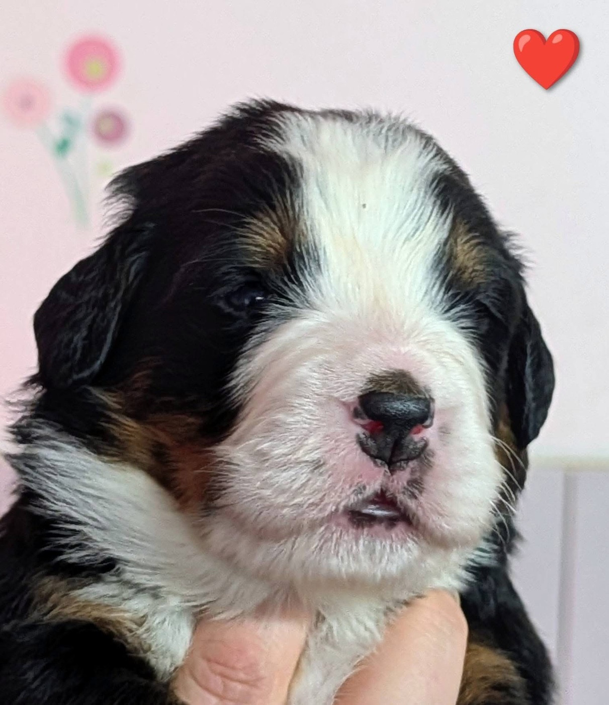 des Elfes Du Vent - Chiots disponibles - Bouvier Bernois