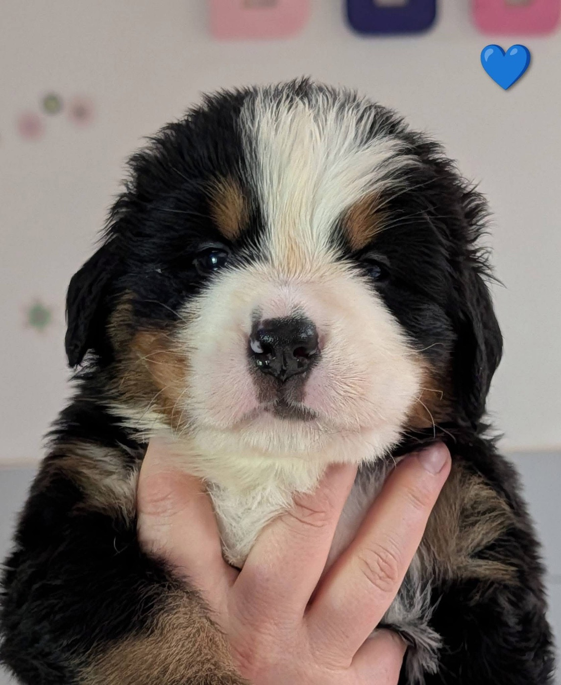 des Elfes Du Vent - Chiots disponibles - Bouvier Bernois
