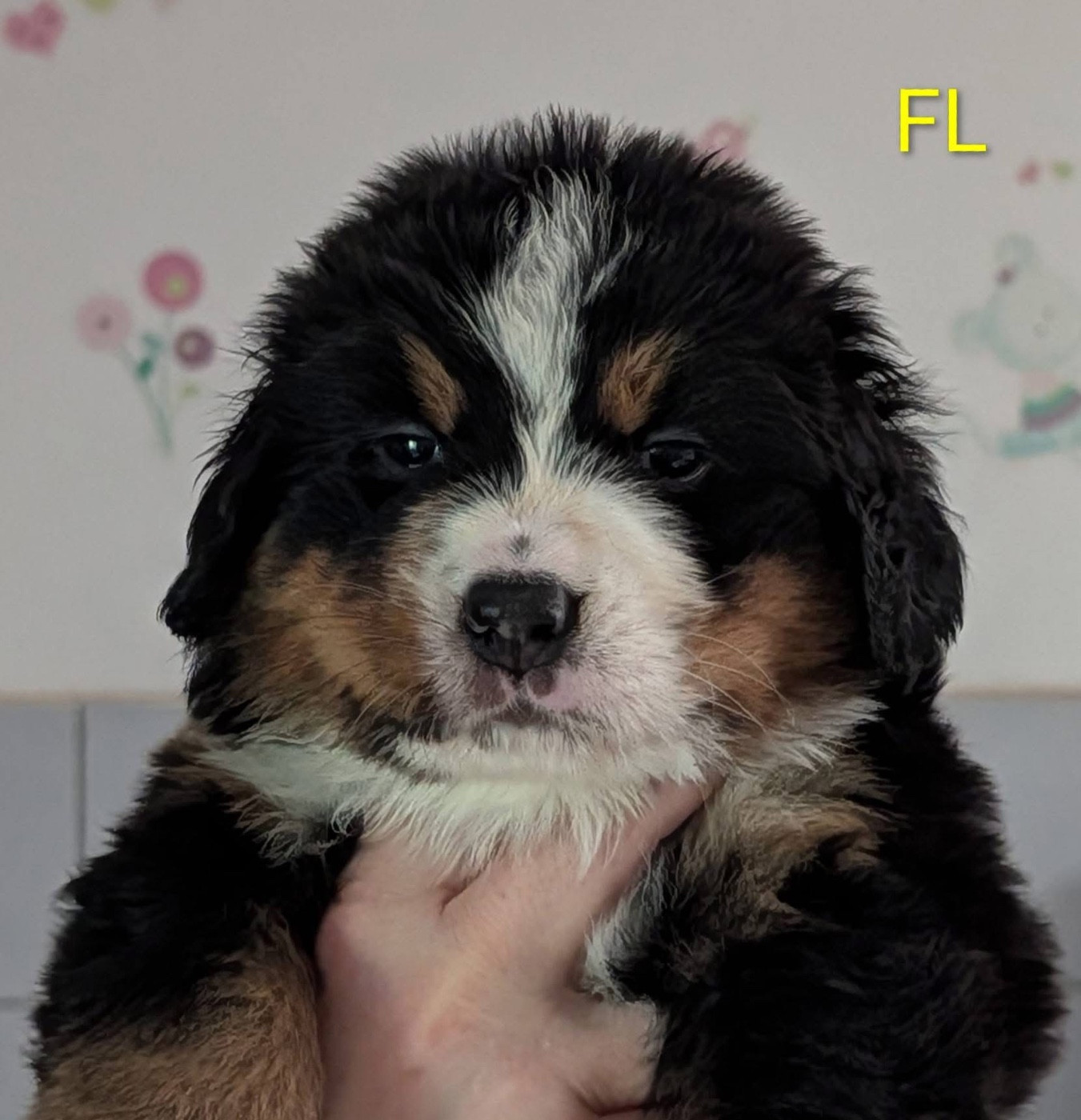 des Elfes Du Vent - Chiots disponibles - Bouvier Bernois