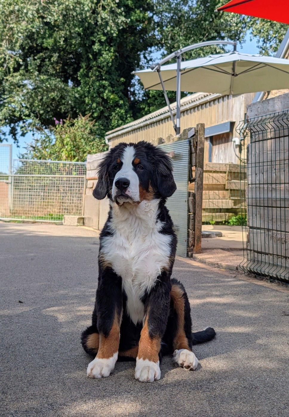 des Elfes Du Vent - Chiots disponibles - Bouvier Bernois
