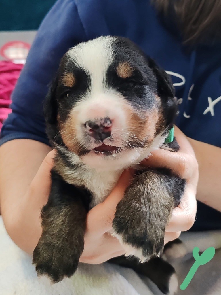 des Elfes Du Vent - Chiots disponibles - Bouvier Bernois