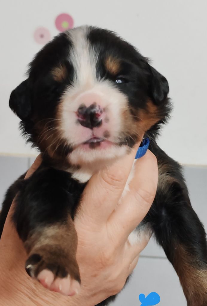 des Elfes Du Vent - Chiots disponibles - Bouvier Bernois