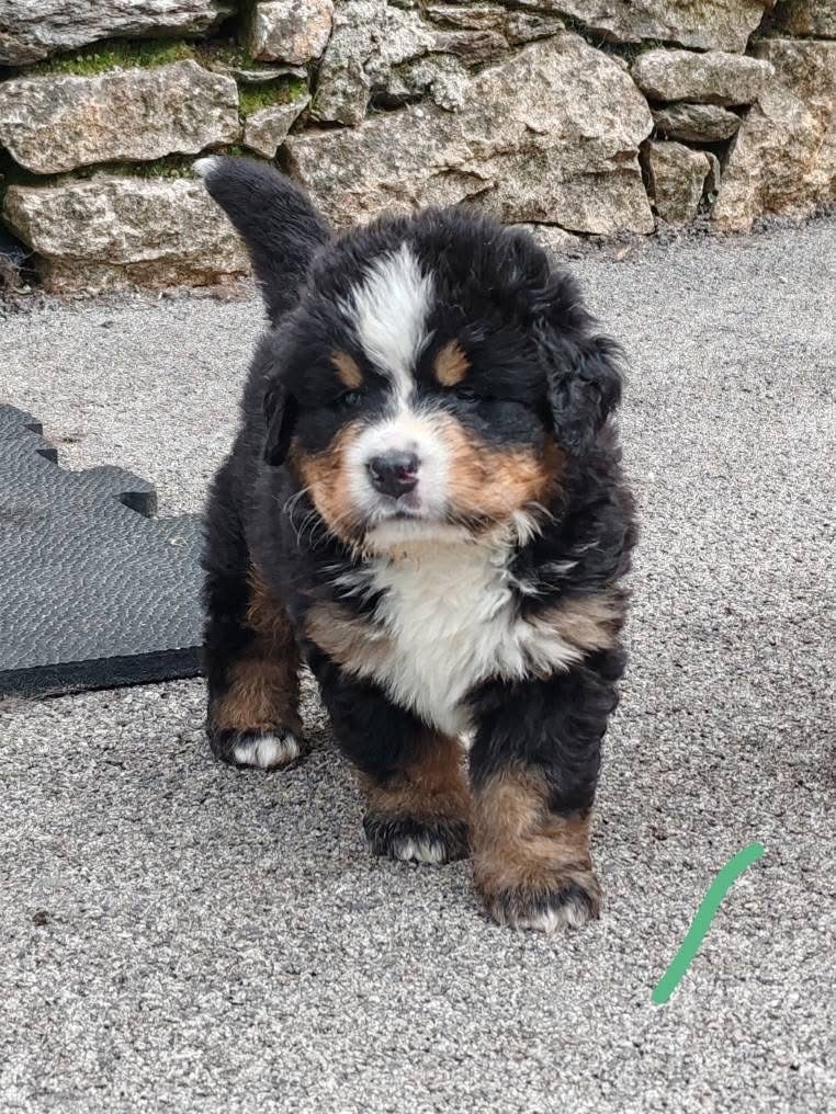 des Elfes Du Vent - Chiots disponibles - Bouvier Bernois
