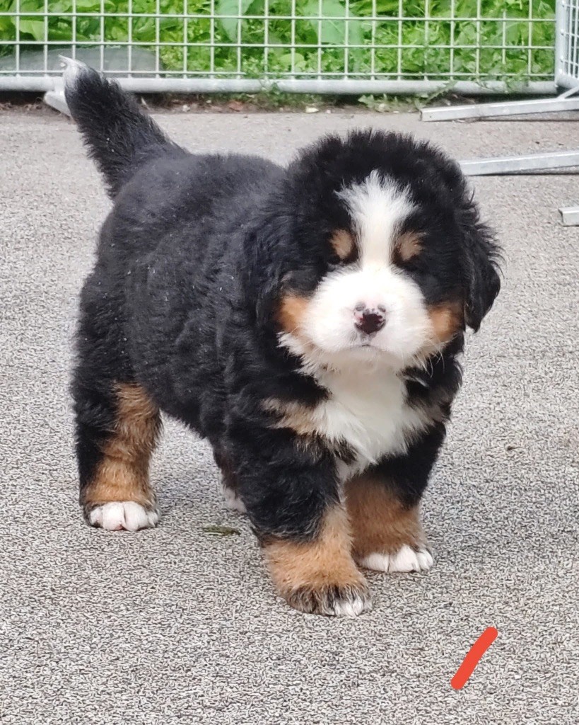 des Elfes Du Vent - Chiots disponibles - Bouvier Bernois