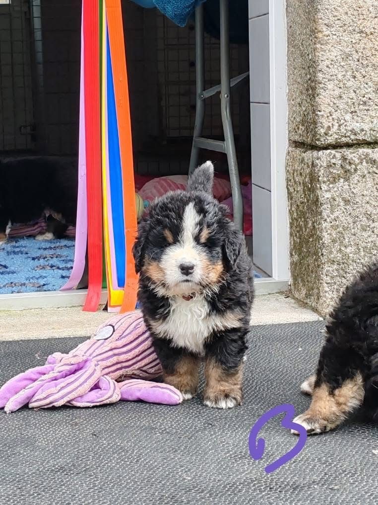 des Elfes Du Vent - Chiots disponibles - Bouvier Bernois