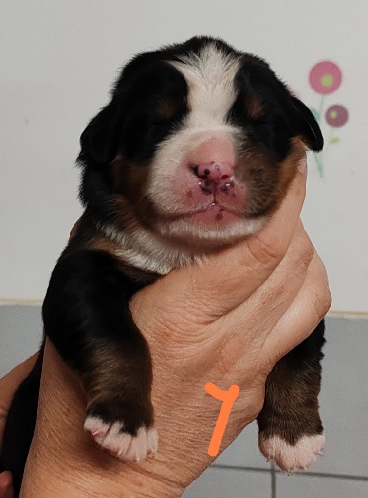des Elfes Du Vent - Chiots disponibles - Bouvier Bernois