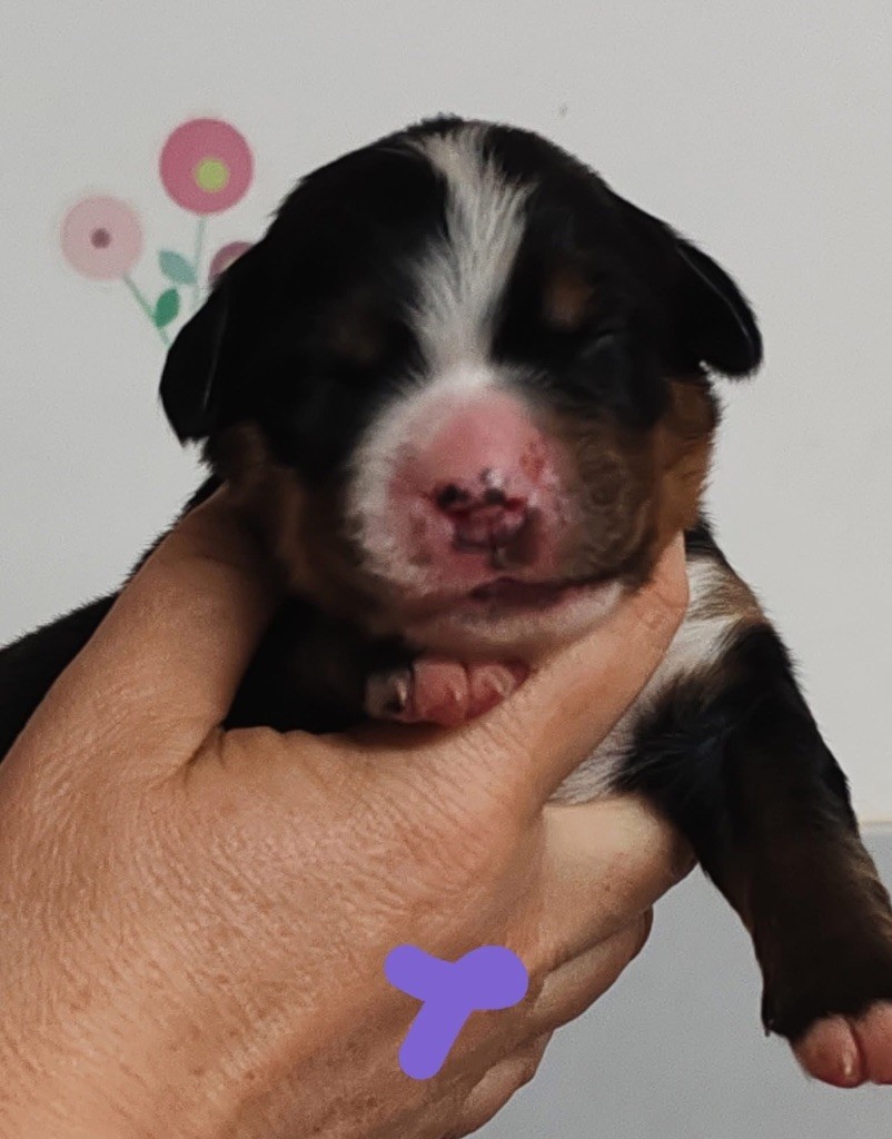 des Elfes Du Vent - Chiots disponibles - Bouvier Bernois