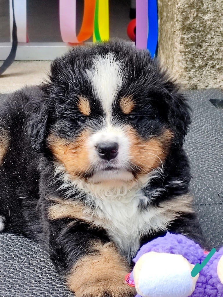 des Elfes Du Vent - Chiots disponibles - Bouvier Bernois