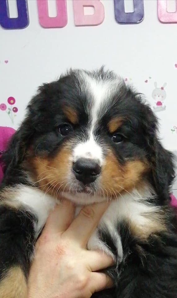 des Elfes Du Vent - Bouvier Bernois - Portée née le 21/08/2019