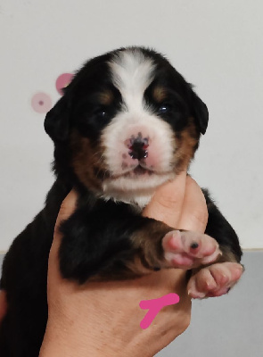 CHIOT collier Rose