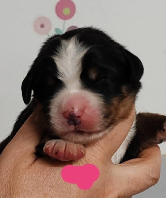 CHIOT collier Rose