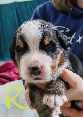 CHIOT Rasta 
