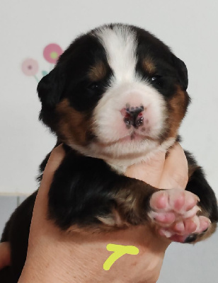 CHIOT collier jaune