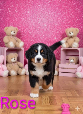 Aloa CHIOT collier Rose