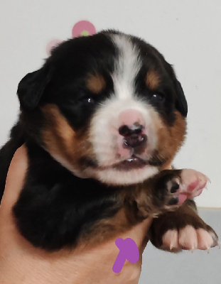 CHIOT collier Mauve