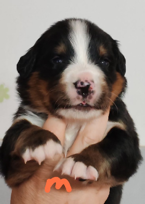 CHIOT collier Marron 