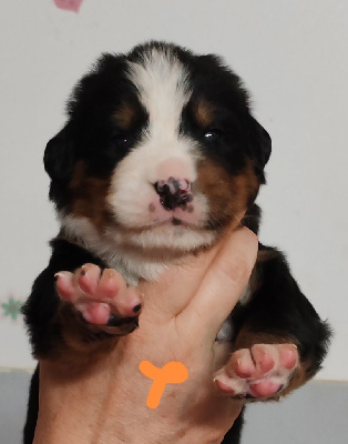 CHIOT collier orange