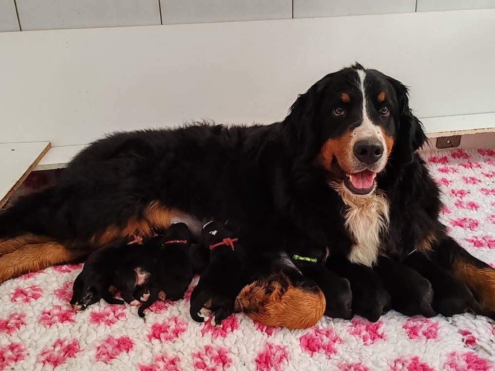 Chiot Bouvier Bernois des Elfes Du Vent