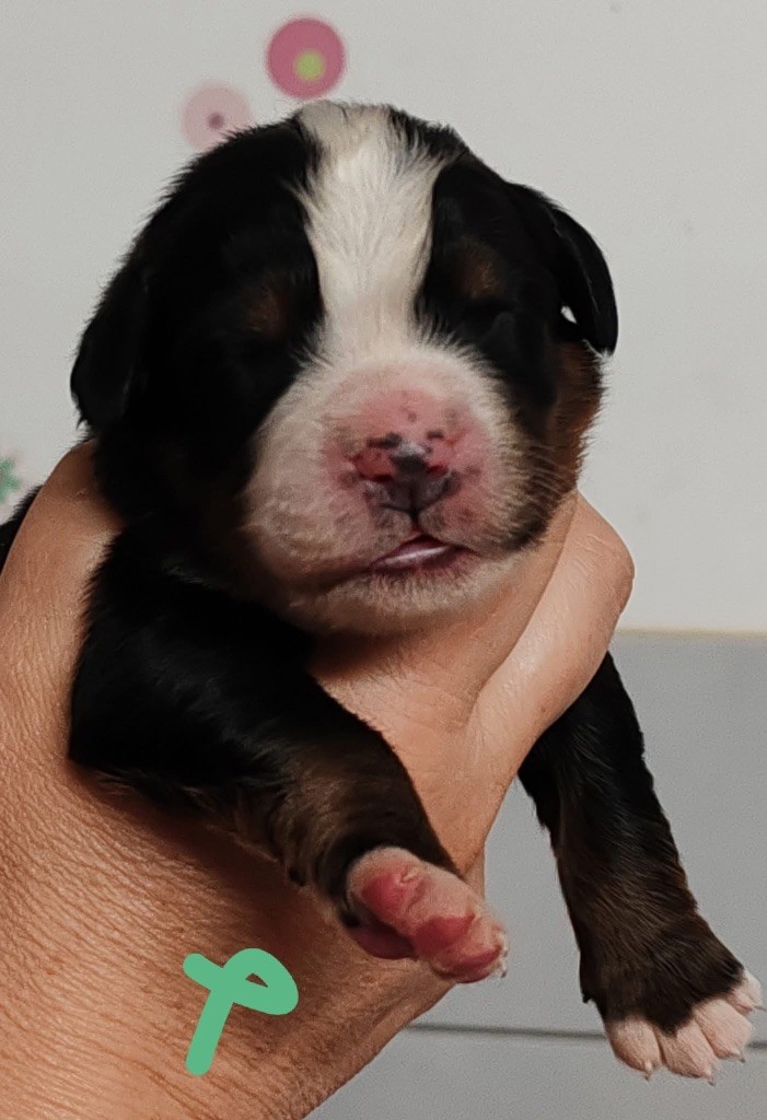 des Elfes Du Vent - Chiots disponibles - Bouvier Bernois