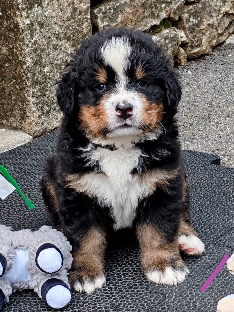des Elfes Du Vent - Chiots disponibles - Bouvier Bernois
