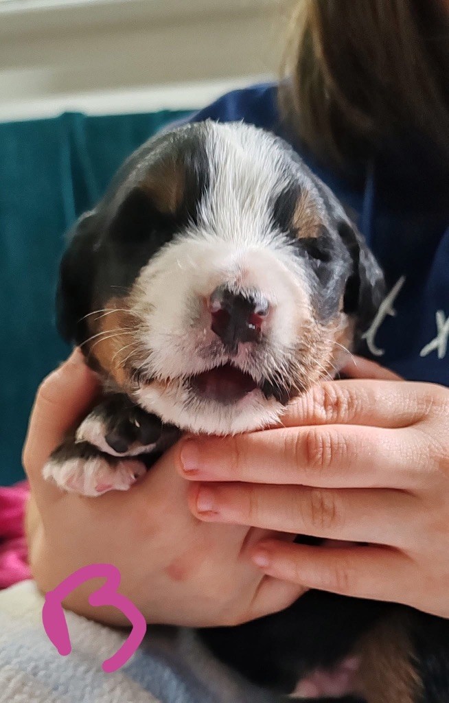 des Elfes Du Vent - Chiots disponibles - Bouvier Bernois