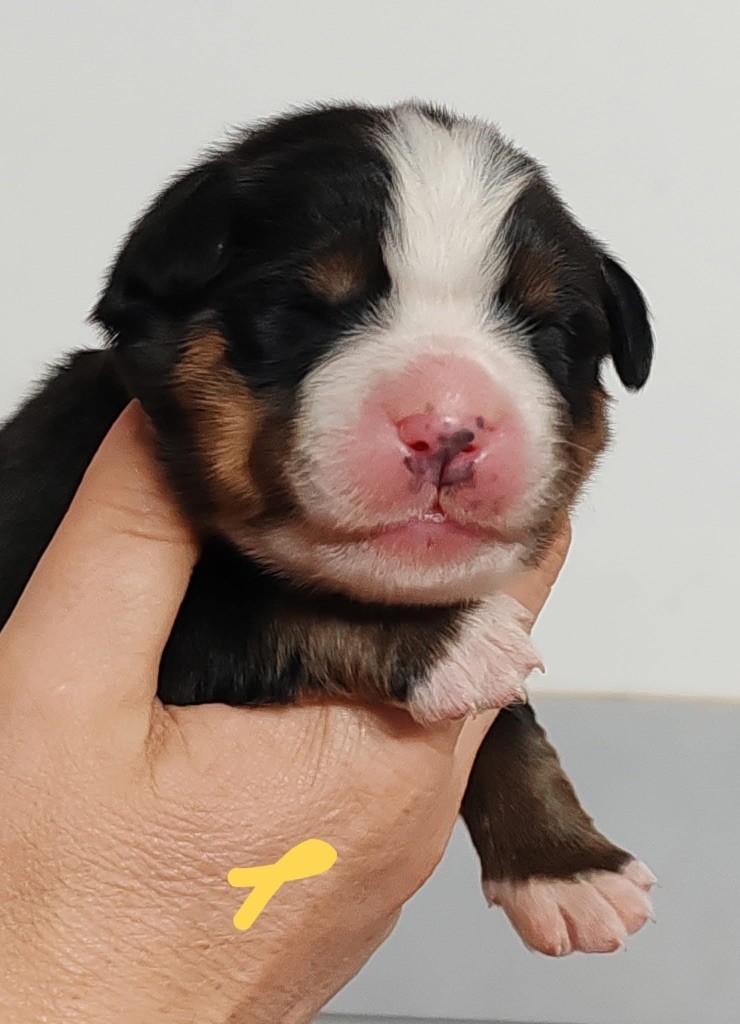 des Elfes Du Vent - Chiots disponibles - Bouvier Bernois