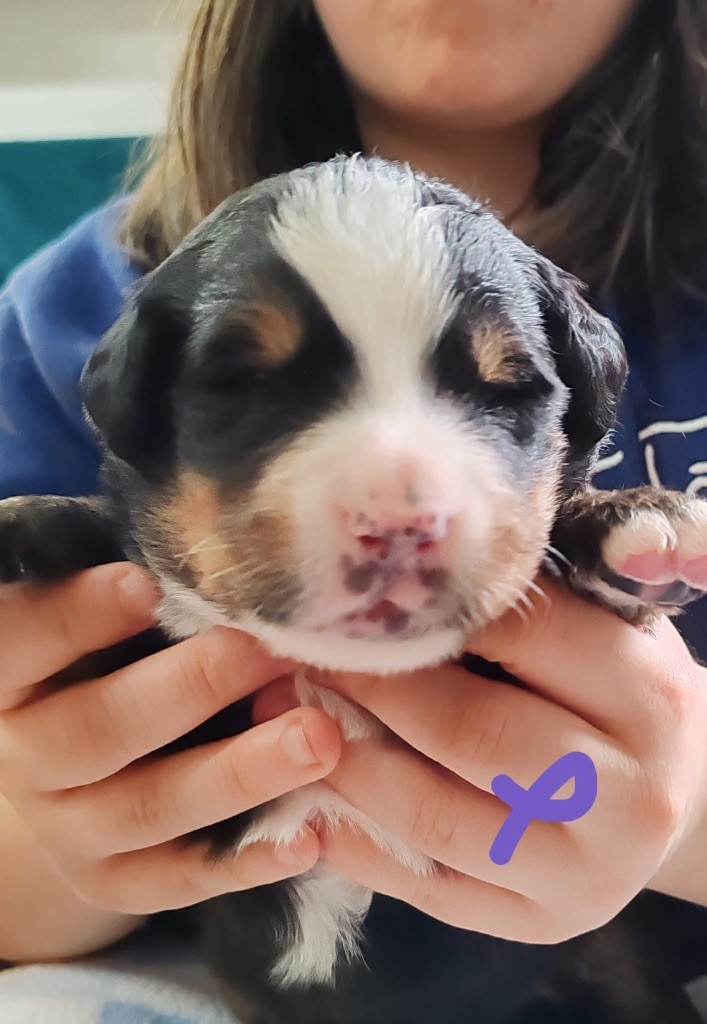des Elfes Du Vent - Chiots disponibles - Bouvier Bernois