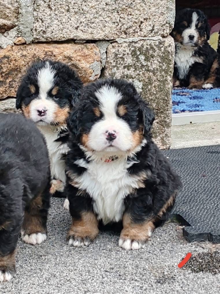 des Elfes Du Vent - Chiots disponibles - Bouvier Bernois